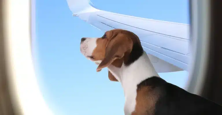 K9 Jets Expands Pet-Friendly Charter Flights to Dubai