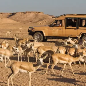 Sir Bani Yas Island Day Trip