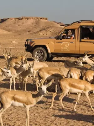 Sir Bani Yas Island Day Trip